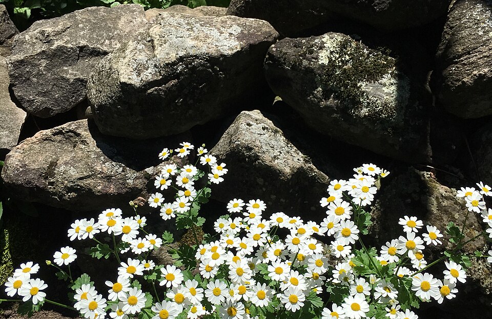 Yard Refreshes